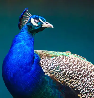 A colorful peacock proudly stands at Fairbridge Village