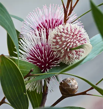 Close-up of a vibrant flower in Fairbridge Village, showcasing nature's beauty