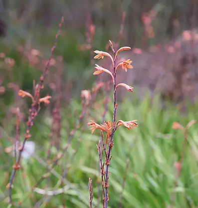 A vibrant flower nestled in the beautiful ground of Fairbridge Village