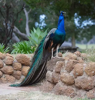 A colorful peacock stands proudly on a stone wall, adding charm to the scenery of Fairbridge Village