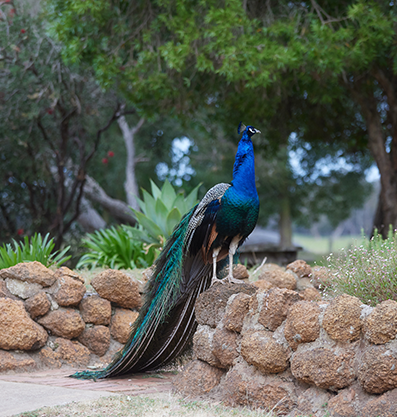 A colorful peacock stands proudly on a stone wall, adding charm to the scenery of Fairbridge Village